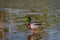 Colorful Ducks wading, swimming and eating in Arizona, America, USA.