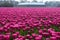 Colorful Dutch tulips field with farm