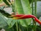 Colorful Dwarf Jamaican flower or Bird of paradise flower in nature background.
