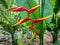 Colorful Dwarf Jamaican flower or Bird of paradise flower in nature background.