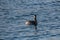 Colorful Eared Grebe Podiceps nigricollis swimming in blue wat