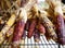 Colorful ears of indian corn ready for sale at the seasonal agricultural fair