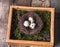 Colorful Easter Decor quail eggs in nest, moss and bird feather in wooden box