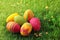 Colorful easter eggs