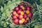 Colorful easter eggs in basket. Happy Easter, Christian religious holiday