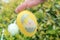 Colorful easter eggs holding on women hand, ready for the egg hunter traditional