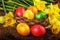 Colorful Easter eggs with spring flowers on dark wooden board sunlight effect