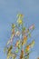 Colorful Easter fringes and maypole