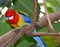 Colorful Eastern Rosella parrot on branch.