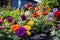 colorful edible flowers growing in a vibrant flower bed