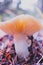 Colorful edible russula mushroom, blurred forest on the background. Hat brittle gill mushroom closeup, fungi picking up