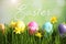 Colorful eggs and daffodil flowers in grass and text Happy Easter on blurred background