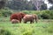 Colorful Elephant Family