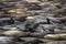 Colorful Elephant Seals in Variety of Poses and Colors on California Beach