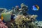 A colorful Emperor angelfish on a tropical reef in the Red Sea with a Threadfin butterflyfish sitting on the left side of it