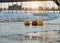 Colorful enclosing buoys on the sea