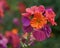 Colorful Erysimum ‘Winter Orchid’ Wallflower flowers close up.