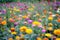 Colorful, Ethereal Field of Flowers