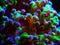 Colorful Euphyllia is a genus of large-polyped stony coral