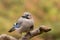 Colorful Eurasian jay, Garrulus glandarius, perched on a branch