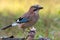 Colorful Eurasian jay garrulus glandarius posing on a dry forest stick near a ground