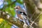 A colorful Eurasian jay sits on a thick oak branch.