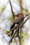 A colorful Eurasian jay sits on a thick oak branch. A jay looks alert and looks at the camera.