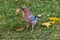 A colorful Eurasian jay stands on the green grass. A  jay looks alert and with an open eye looks into the camera.