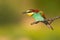 Colorful european bee-eater eating insect on a branch in summer.