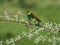 Colorful European bee-eater Merops apiaster