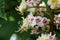 colorful European horse-chestnut blossom in spring