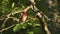 Colorful European songbird Common Rosefinch, Carpodacus erythrinus perched