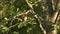 Colorful European songbird Common Rosefinch, Carpodacus erythrinus perched in the middle of lush Estonian forest