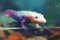 A colorful and exotic Axolotl swimming in a tank, showing off its unique and exotic appearance. Generative AI