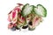 Colorful exotic Caladium plants in flower pots on white background