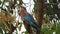 A Colorful Exotic Lilac-Breasted Roller Bird in Southern Africa