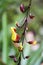 Colorful Exotic Mexican Flower