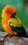 Colorful exotic parrot