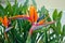 Colorful, exotic Strelitzia flower