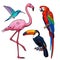 Colorful exotic tropical birds - flamingo, macaw, hummingbird and toucan
