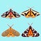 Colorful exotic vector moth entomologic collection