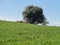 Colorful Extremadura landscape in Spring time - Spain