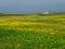 Colorful Extremadura landscape in Spring time - Spain