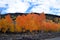 Colorful Fall Aspens