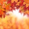 Colorful fall background. Autumn maple leaves and abstract sun light