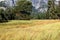 Colorful fall foliage in a mountan meadow