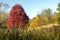 Colorful Fall Hillside in Indiana