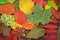 Colorful fall leaves 2