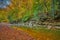 Colorful Fall leaves along War Creek next to Turkey Foot Campground in the Daniel Boone National Forest near McKee, KY