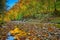 Colorful Fall leaves along War Creek next to Turkey Foot Campground in the Daniel Boone National Forest near McKee, KY